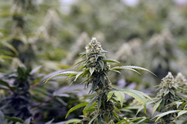 Many online marijuana dispensaries do little to enforce age limits