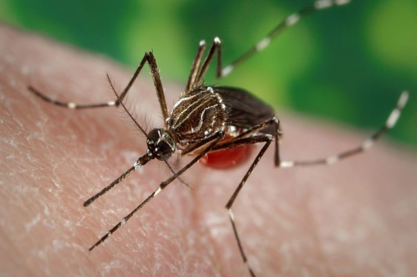 Mosquito-borne Jamestown Canyon virus is gaining attention in U.S.