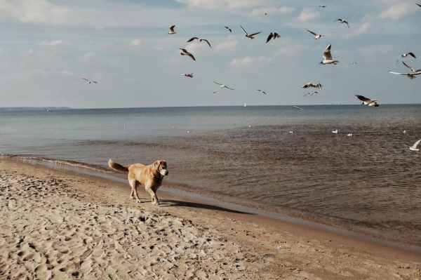 Tropical diseases may be spreading via infected dogs brought to U.S.