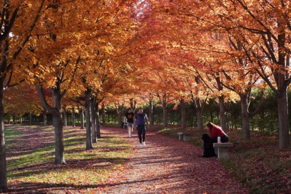 Women who live in walkable neighborhoods have lower cancer risk Women who live in walkable neighborhoods have lower cancer risk