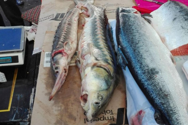 Doubts surround European sturgeon caviar's authenticity, legality Doubts surround European sturgeon caviar's authenticity, legality