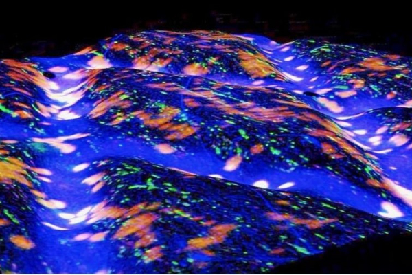 Herniated discs could be repaired with biologic patch one day, researchers say