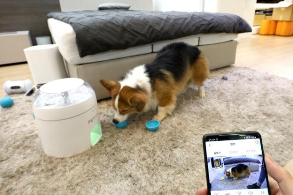 LG Uplus of Korea buys AirBnB-like reservation service for pets LG Uplus of Korea buys AirBnB-like reservation service for pets