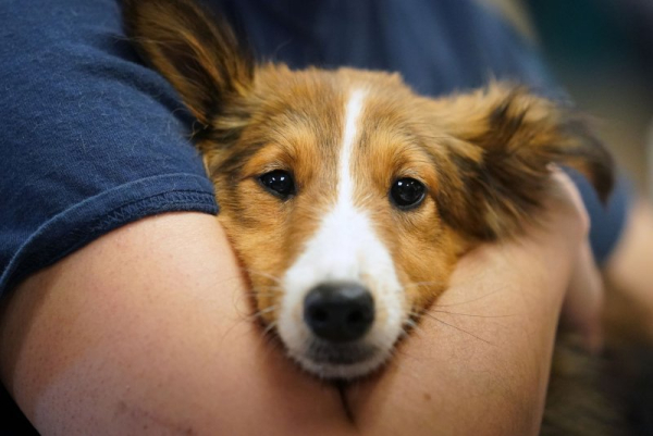 New type of bacterial infection could be behind recent dog illnesses, researchers say