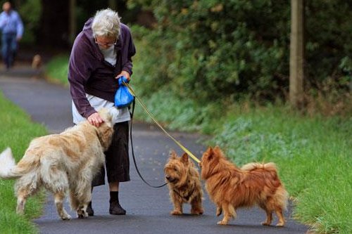Owning a pet may slow rate of cognitive decline, study suggests