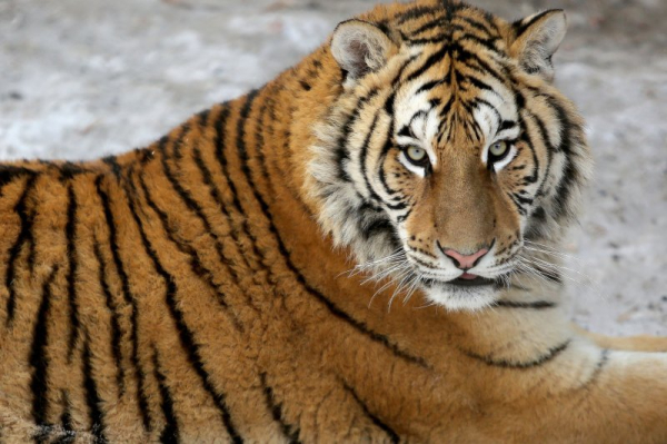 Tigers maul man to death inside big cat exhibit at Pakistan zoo
