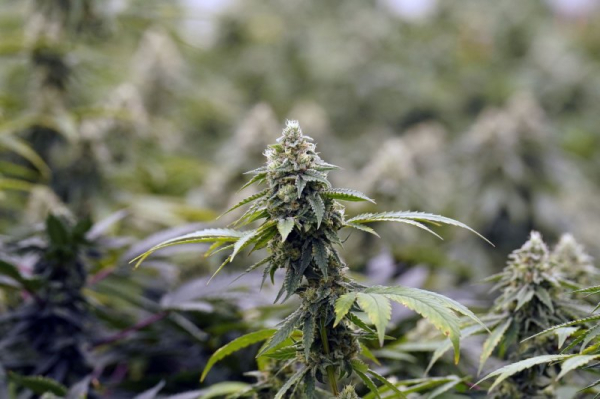 Medical marijuana may raise risk of abnormal heart rhythm