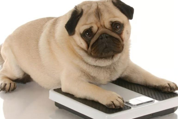 Probiotics might help dogs lose weight, study finds