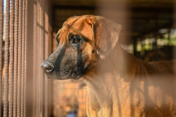 South Korea passes landmark law banning dog meat