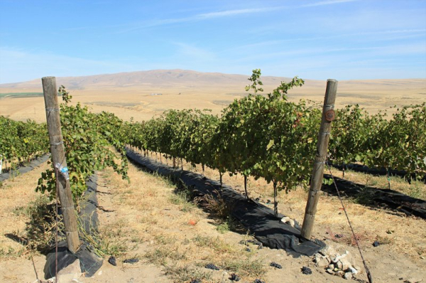 China suspends tariffs on imported bottled Australian wine