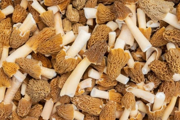 Experts warn of dangers of undercooked morel mushrooms after two deaths