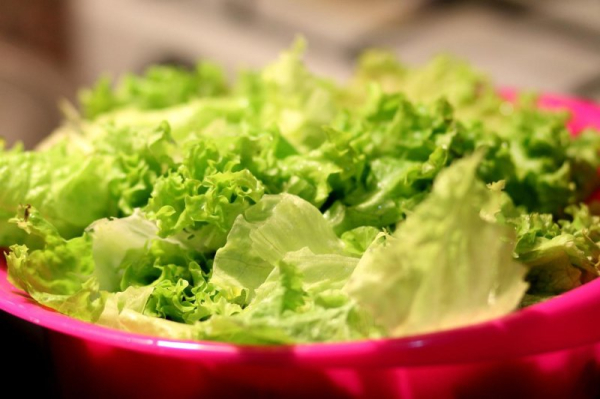 Lettuce said to be more susceptible to E. coli than other leafy vegetables Lettuce said to be more susceptible to E. coli than other leafy vegetables