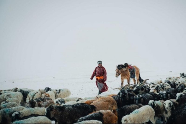 Severe weather kills 4.7 million Mongolian livestock
