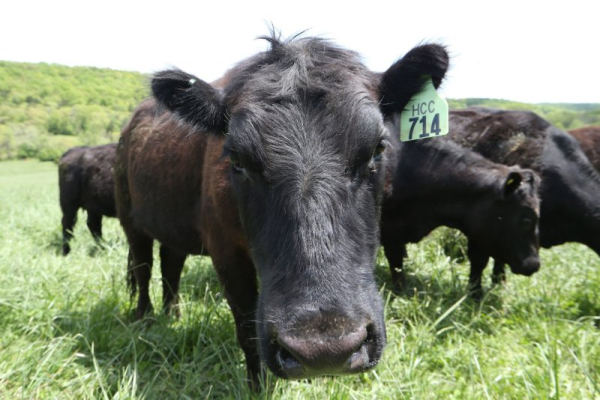 First human case of bird flu reported in Texas, following exposure to infected cattle