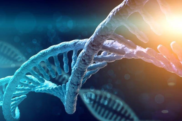 Genetic variation may raise risk for obesity sixfold