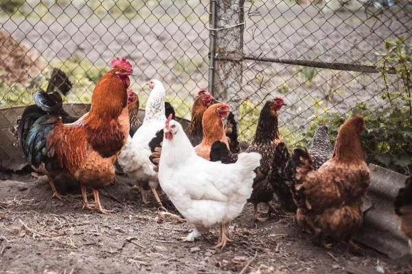 Parents with backyard poultry can transmit salmonella to infants