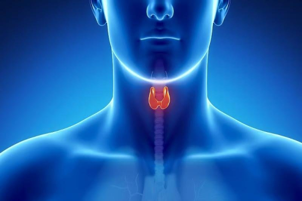 Study finds no evidence Ozempic, Wegovy raise risk of thyroid cancer