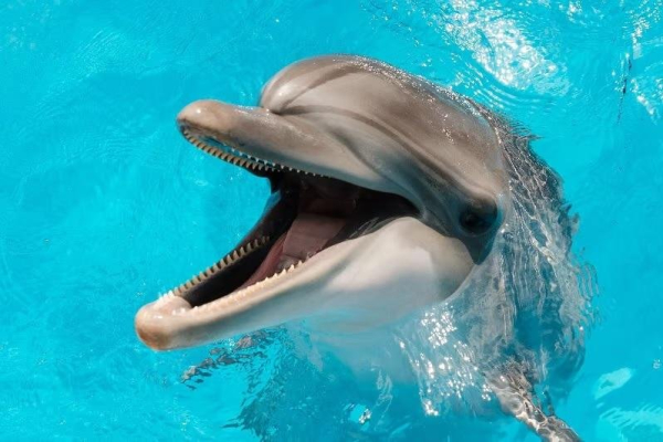Bird flu reported in Florida dolphin