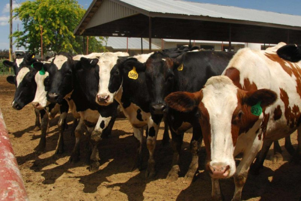 Second Michigan human bird flu case also blamed on dairy cows Second Michigan human bird flu case also blamed on dairy cows