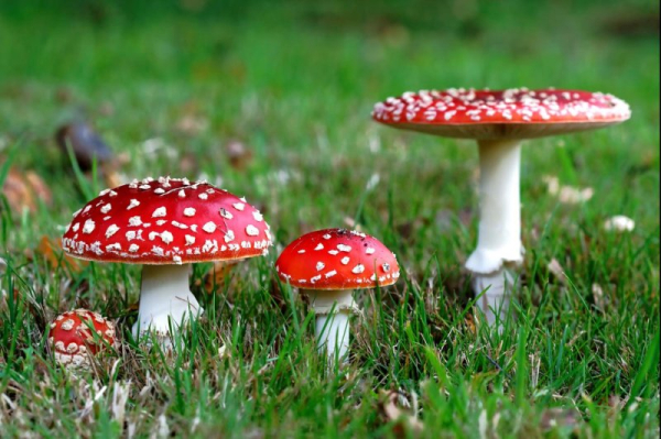 Another psychedelic mushroom sold in gummies could be deadly