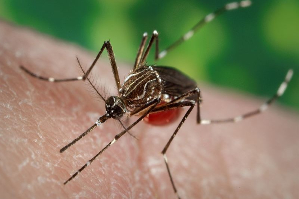 CDC warns of increased dengue fever risk in U.S. as worldwide cases soar