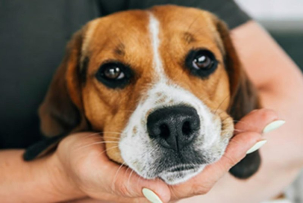 Experts warn of diphtheria-like illness that may spread between people, pets