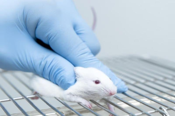 Only 1 in 20 animal studies results in treatments approved for humans
