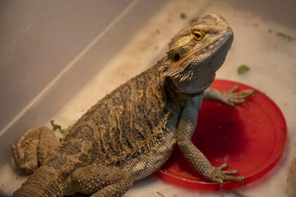 Salmonella sickens 15 in 9 states due to bearded dragon contact