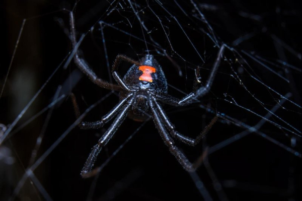 Scientists use gene technology to develop possible antidote to black widow spider bite Scientists use gene technology to develop possible antidote to black widow spider bite