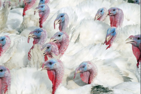 CDC confirms sixth Colorado bird flu case