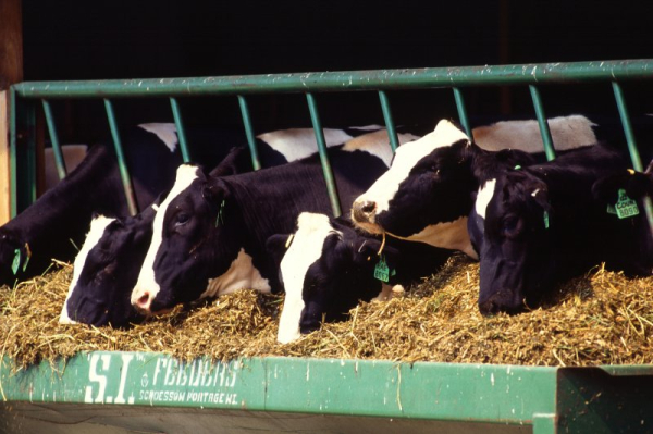 Colorado dairy farm worker infected with bird flu