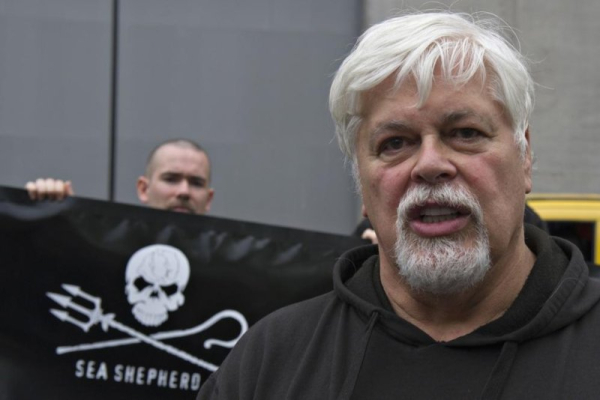 Danish authorities arrest anti-whaling activist Paul Watson Danish authorities arrest anti-whaling activist Paul Watson