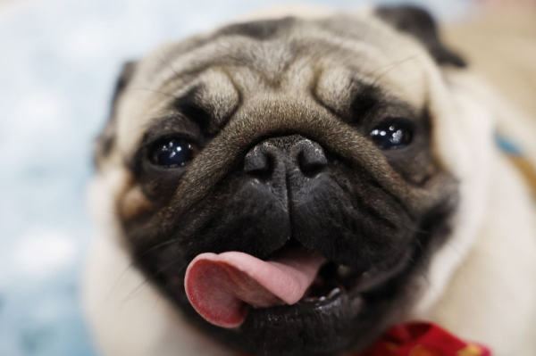 Dogs can smell your stress and are influenced by it