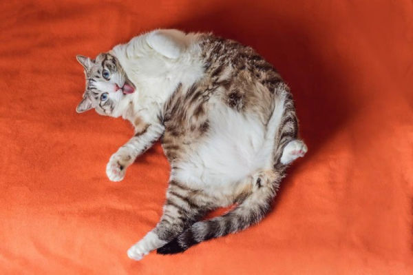 Fat cats might be useful in studying obesity in humans