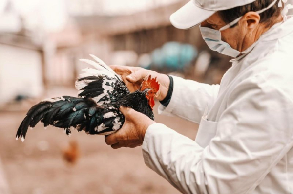 Five poultry workers diagnosed with bird flu in Colorado