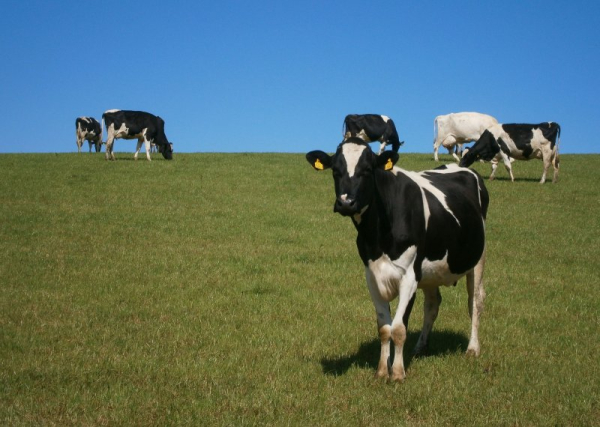 Avian flu confirmed in three central California dairies