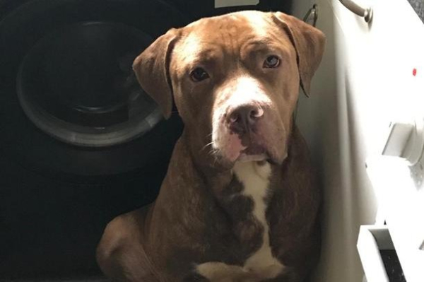 British police search for two dogs in man's death