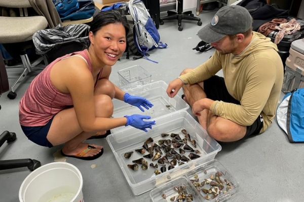 Deadly sea snail might aid development of new diabetes treatments