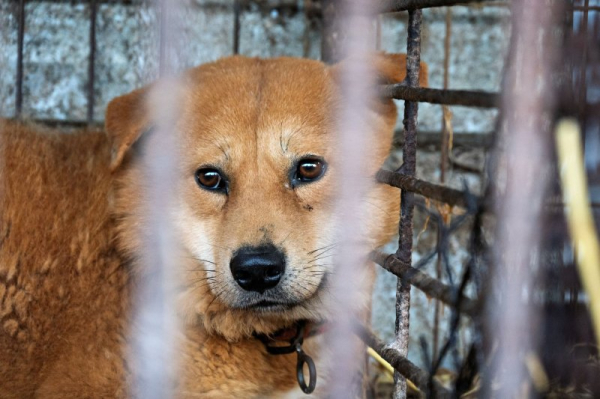 Dog meat ban goes into effect in South Korea