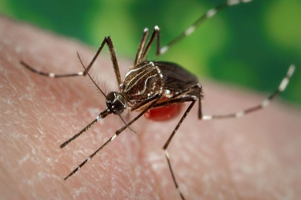 Massachusetts confirms 2nd human case of eastern equine encephalitis