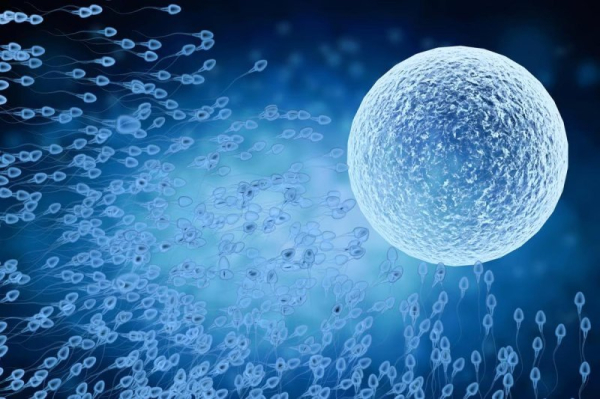 Fertility treatments might increase heart defect risk in babies