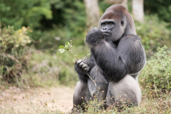 Researchers find promise in plants used by 'self-medicating' gorillas