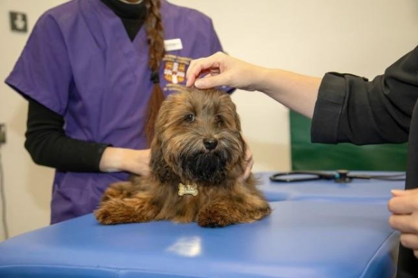 Artificial intelligence might detect heart murmurs in dogs, study finds