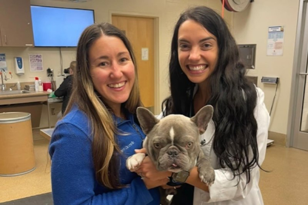 George the Frenchie's cancer journey might help other dogs, human children