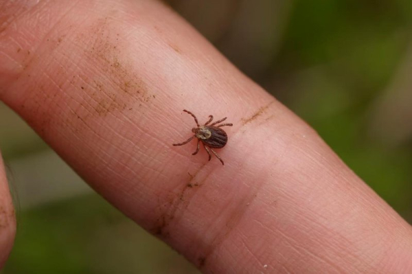 U.S. cases of tick-borne babesiosis disease steadily rising