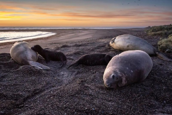 Bird flu decimating South America's elephant seal colonies Bird flu decimating South America's elephant seal colonies