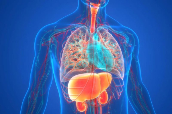 Study finds fatty liver disease affects 4 in 10 U.S. adults
