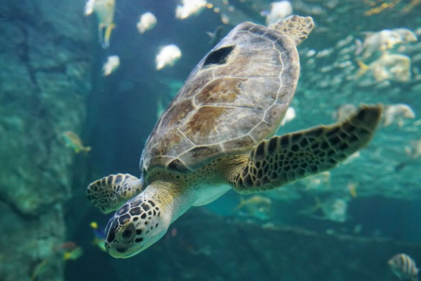 At least 3 killed, dozens sickened in southern Philippines after consuming sea turtle 'adobo'