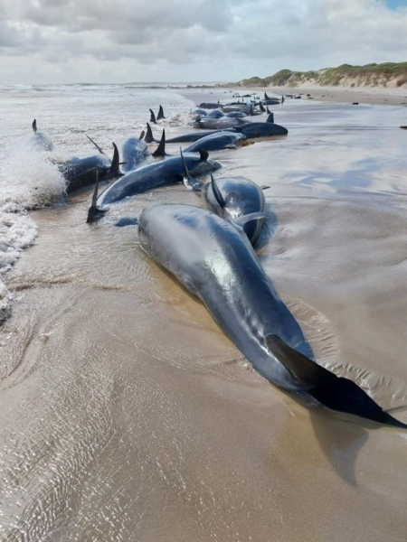 Australian officials to euthanize dozens of beached whales