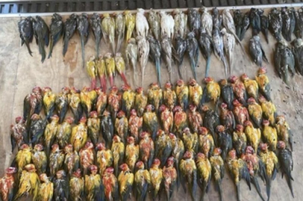 Four Dominican nationals sentenced for smuggling, drowning tropical birds